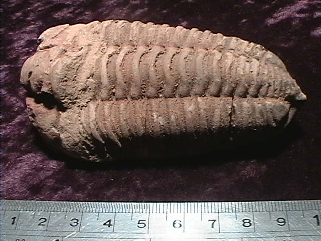 Fossil - Trilobite - Flexicalymene - 92mm - Click Image to Close